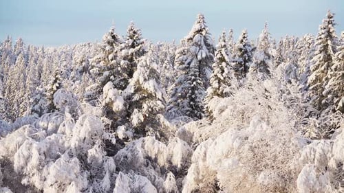 Snow-covered Pine Trees In The Forest In Winter. - wide shot