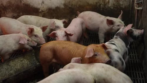 Piglet Breeding Farm