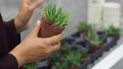 Choosing the Perfect Cactus Plant for your Home Garden