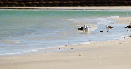 Möwen spazieren auf der Suche nach Nahrung an einem Sandstrand entlang, mit dem Meer im Hintergrund. Vogelschwarm wa