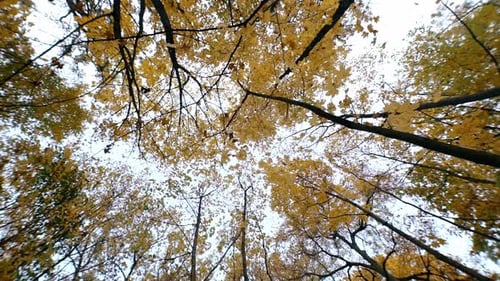 View of the Crowns of Trees and Leaves Slowly Falling From Them Against the Sky