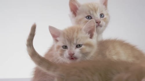 Playful Kittens in a Close-Up