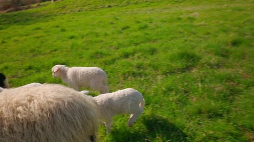Gruppe von Schafen, die auf einer Farmweide spazieren gehen und weiden - Hochwinkelaufnahme