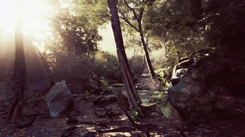 Sunlight Filtering Through Fog in Tropical Forest