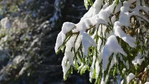 Fond d'hiver naturel avec des branches de sapin enneigées avec la lumière du soleil.
