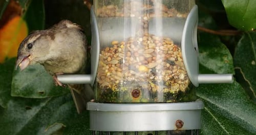 House sparrow , adult, female, eating on a bird feeder, France