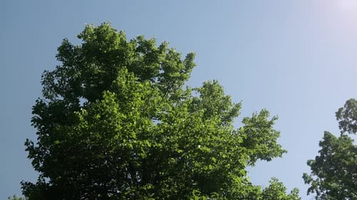 Ich schaue auf eine Eiche mit den Blättern, die im Wind wehen