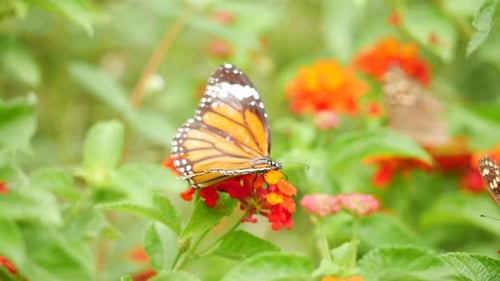 A butterfly rests on a garden flower