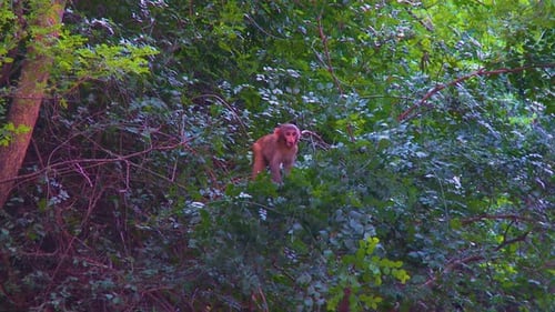 A child monkey on the trees in the forest, Big green leaves of trees