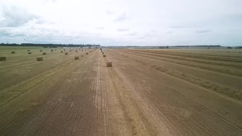 Yellow field with harvested wheat and hay bales. Aerial view of the field with square bales
