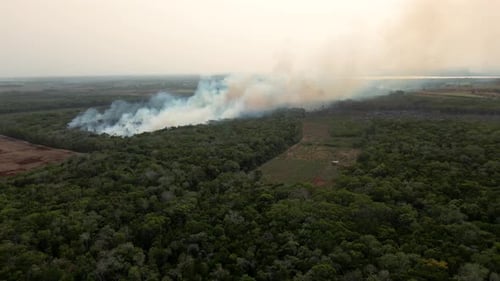 Forest Fire in Corozal Belize Central America large smoke caused by the Fire burning the trees