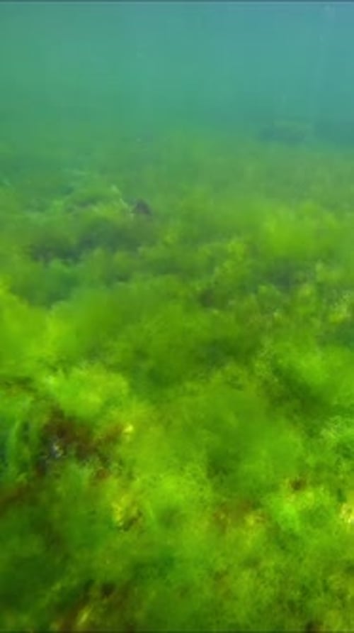 Rock reef covered with Ulva, Cladophora and Bryopsis algae, Slow motion