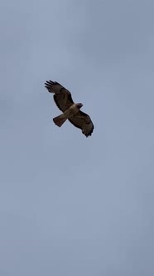 Powerful Eagle Wings In Flight