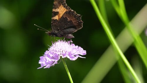 Gros plan d'un papillon se nourrissant de nectar