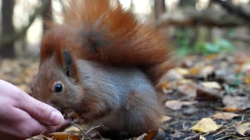 Squirrel Eating from Person's Hand in Autumn Forest