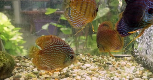 Swimming inside an aquarium, a number of Symphysodon discus fish, also known as the king of fresh wa