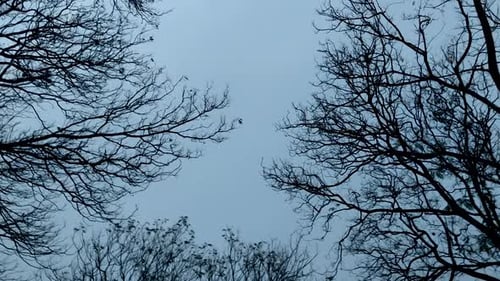 Silueta de ramas de árboles desnudas sobre cielo gris, cambiante fondo de naturaleza invernal