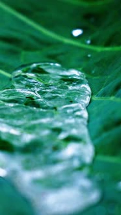 Water Droplets Glisten on Lush Green Leaves in a Serene Garden Setting During a Sunny Morning