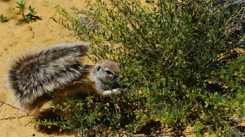 South African Ground squirrel using its fluffy tail for sun protection while feeding on a bush.