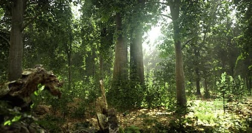 Sunlight Filtering Through Trees in a Lush Forest Environment