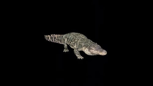 Saltwater Crocodile Idle 2