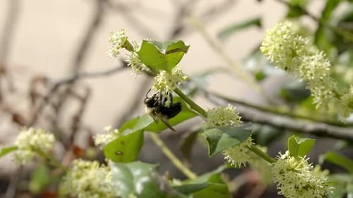 Zimmermannsbiene ernährt sich von stacheligen weißen Blüten in natürlicher Umgebung