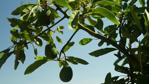 Blick auf grüne Avocados, die unter blauem Himmel an Bäumen hängen