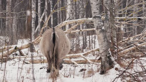 Wild Horse Grazing and Playing in Snowy Belarus Field CloseUp
