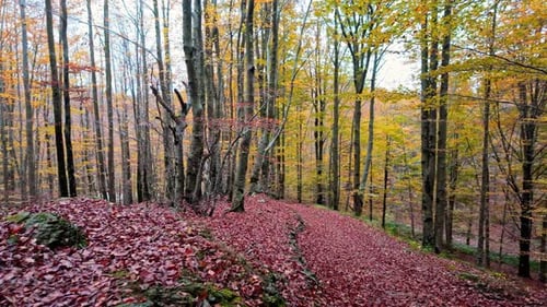 Vibrant Autumn Forest Pathway with Colorful Leaves and Serene Atmosphere