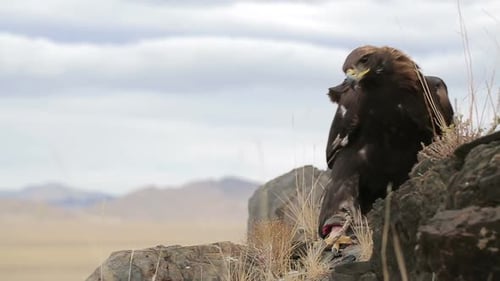 Golden Eagle Soaring Over Mountain Terrain