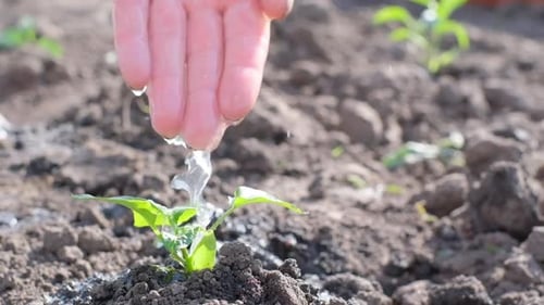 Watering Green Plants in Dry Land Arid Climate
