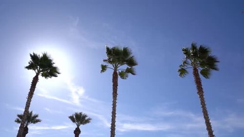 Bright Sunshine Through Row of Tropical Palm Trees