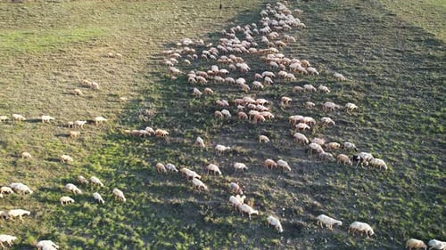 A Herd Of Sheeps Grazes On A Hill. Shepherd Herding Sheeps Aerial View