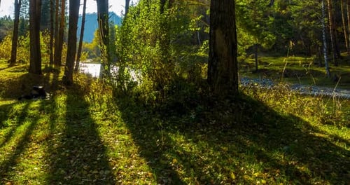 Mountain Evergreen Pine Tree Forest Timelapse at the Summer or Autumn Time
