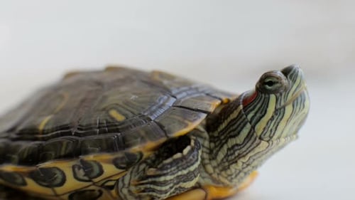 Tortue à oreilles rouges à la maison.