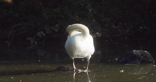 White Swan Standing On The Rock Grooming Itself At Tehidy Country Park In Cornwall. - close up