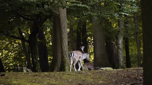 Big Spotted Deer Walking Along the Green Lawn the Forest