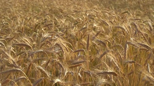 Wheat Agriculture Field on Farm Nature Harvest Grain Crop in Rural Summer Landscape