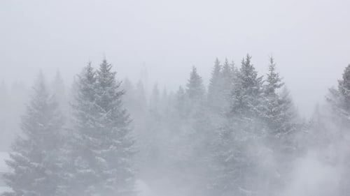 Panoramaaufnahme eines Schneesturms in einem Fichtenwald.