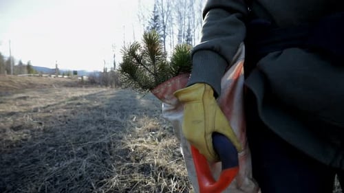 Junge Frau pflanzt an einem sonnigen Tag Setzlinge im Wald, Freiwilligenarbeit