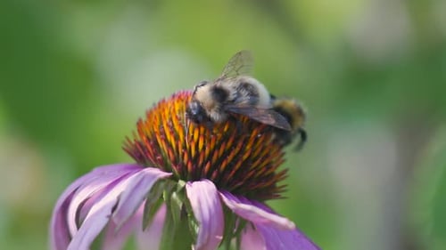Bumblebee Collecting Nectar from a Purple Coneflower