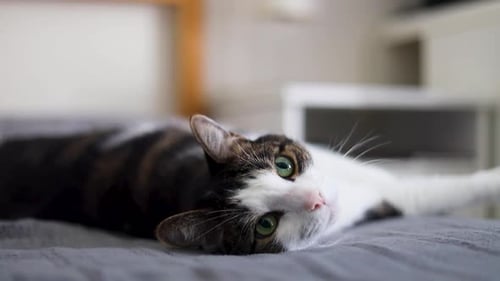 Cat Lying in Bed