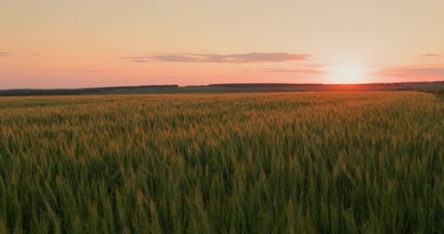Picturesque Sunset Landscape Over Wheat Field