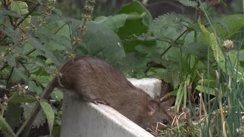 A Norway or Brown Rat, Rattus norvegicus, foraging amongst plants in urban garden. Autumn. UK