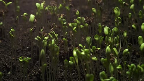 Seedlings Sprout and Grow in Time Lapse