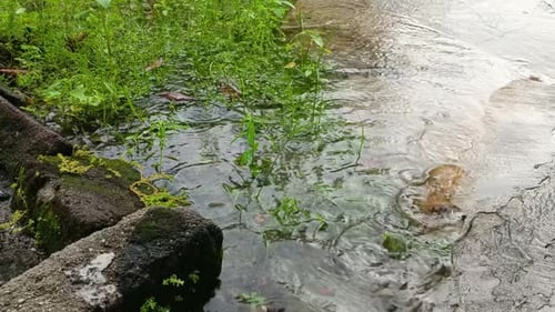 rainwater falling on rocks and grass