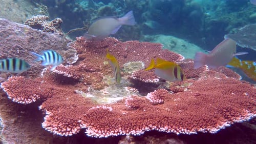 Entdecken Sie ein reiches und lebendiges Korallenriff mit einer Vielzahl von Fischarten im lebendigen Unterwasser