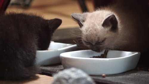 Two Adorable Kittens Eating from White Bowls