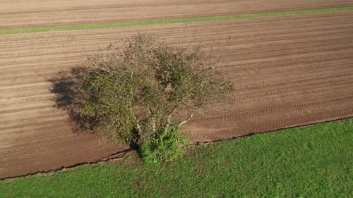 Lone tree in farmland, green meadow and brown, ploughed field, aerial view, serenity, peace and tran