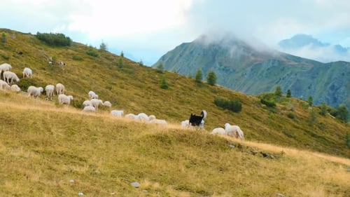 Dog Controls Flock of Sheep on Slopes of Alps Mountains
